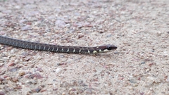 Echinanthera undulata