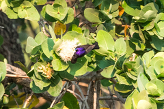 Anthreptes longuemarei