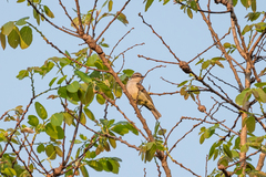 Anthreptes longuemarei