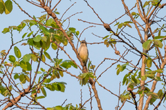 Anthreptes longuemarei