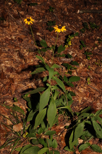 Image of Rudbeckia palustris by (c) Brian Finzel, some rights reserved (CC BY-SA)