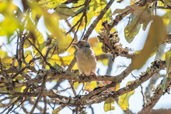 Sylvietta ruficapilla