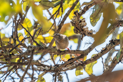 Sylvietta ruficapilla