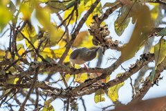 Sylvietta ruficapilla