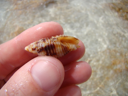 Nebularia ferruginea