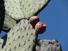 Opuntia streptacantha