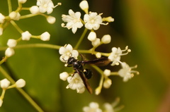 Neocorynura