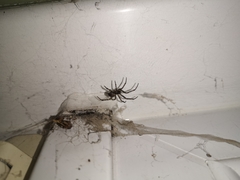 Steatoda nobilis