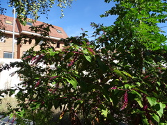 Phytolacca americana