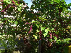 Phytolacca americana