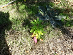 Phytolacca americana