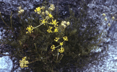 Tauschia hartwegii