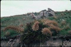 Aciphylla aurea