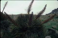 Aciphylla aurea