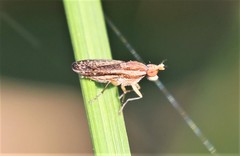 Trypetoptera canadensis