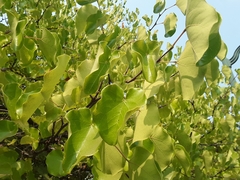 Cercis canadensis texensis
