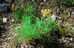 Lomatium graveolens
