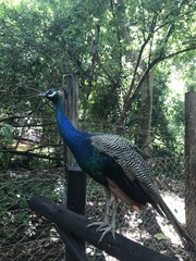 Pavo cristatus