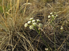 Seseli hippomarathrum