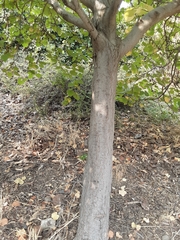 Cercis canadensis texensis