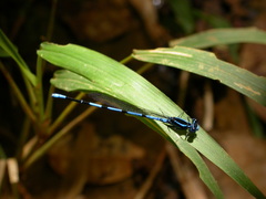 Argia concinna