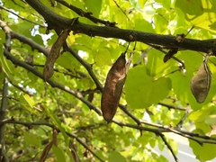 Cercis canadensis texensis