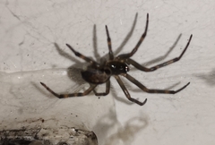 Steatoda nobilis