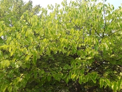 Cercis canadensis texensis
