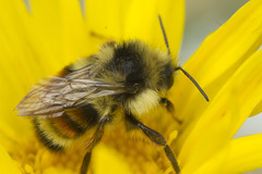 Bombus vancouverensis vancouverensis