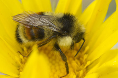 Bombus vancouverensis vancouverensis