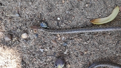 Echinanthera undulata