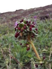 Acaena trifida