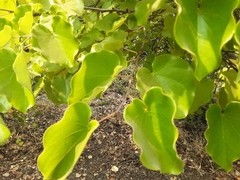 Cercis canadensis texensis