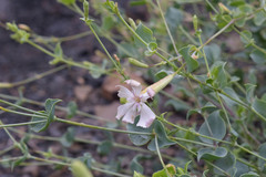 Silene chlorifolia