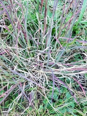 Andropogon virginicus virginicus