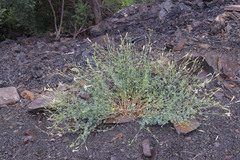 Silene chlorifolia