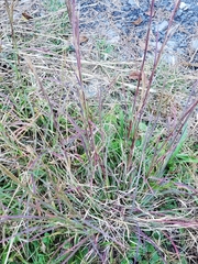 Andropogon virginicus virginicus