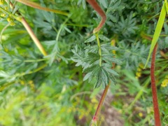 Acaena trifida