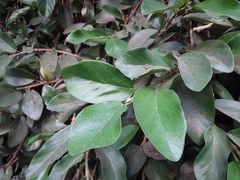 Ficus pumila