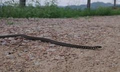 Echinanthera undulata