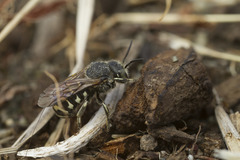 Dianthidium