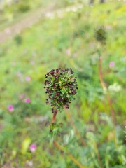 Acaena trifida