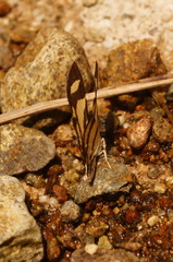 Baeotis zonata zonata