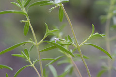 Satureja hortensis