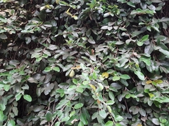 Ficus pumila