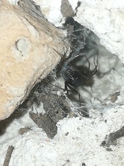 Scytodes fusca