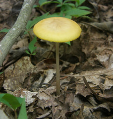 Hymenopellis sinapicolor