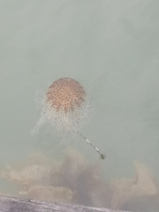 Desmonema gaudichaudi