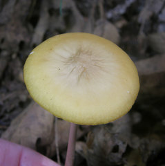 Hymenopellis sinapicolor