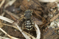 Dianthidium